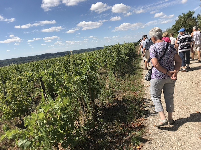 Les vignes à Lhomme